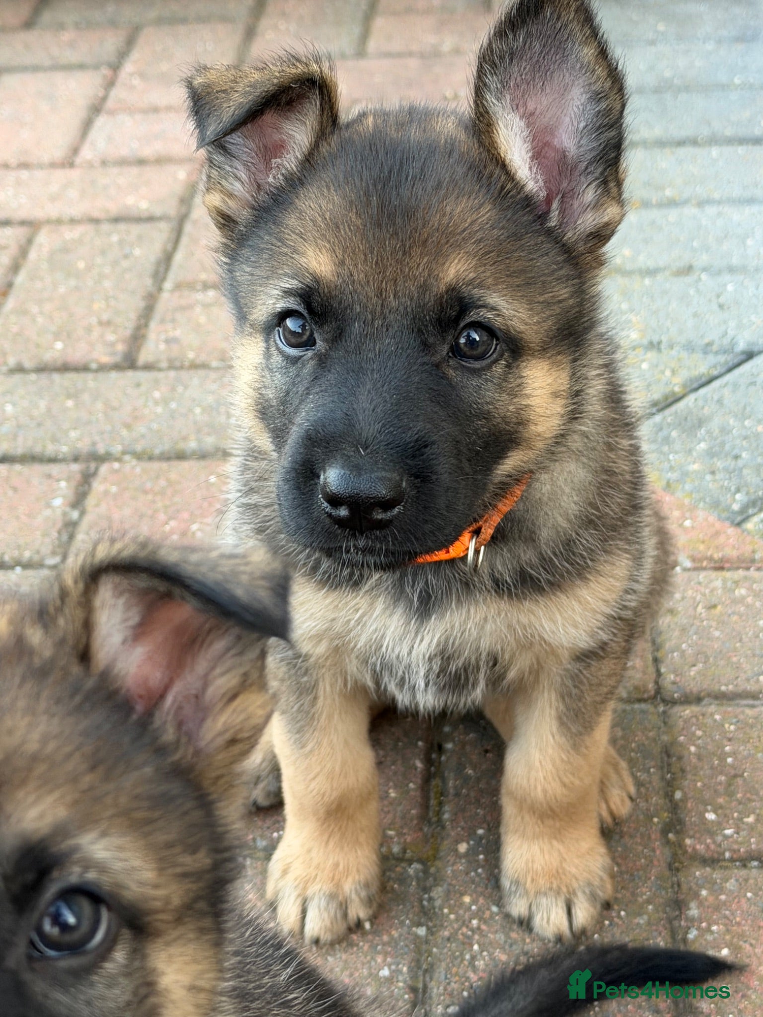 German Shepherd dogs Straight backed German shepherd’s  - Advert 1