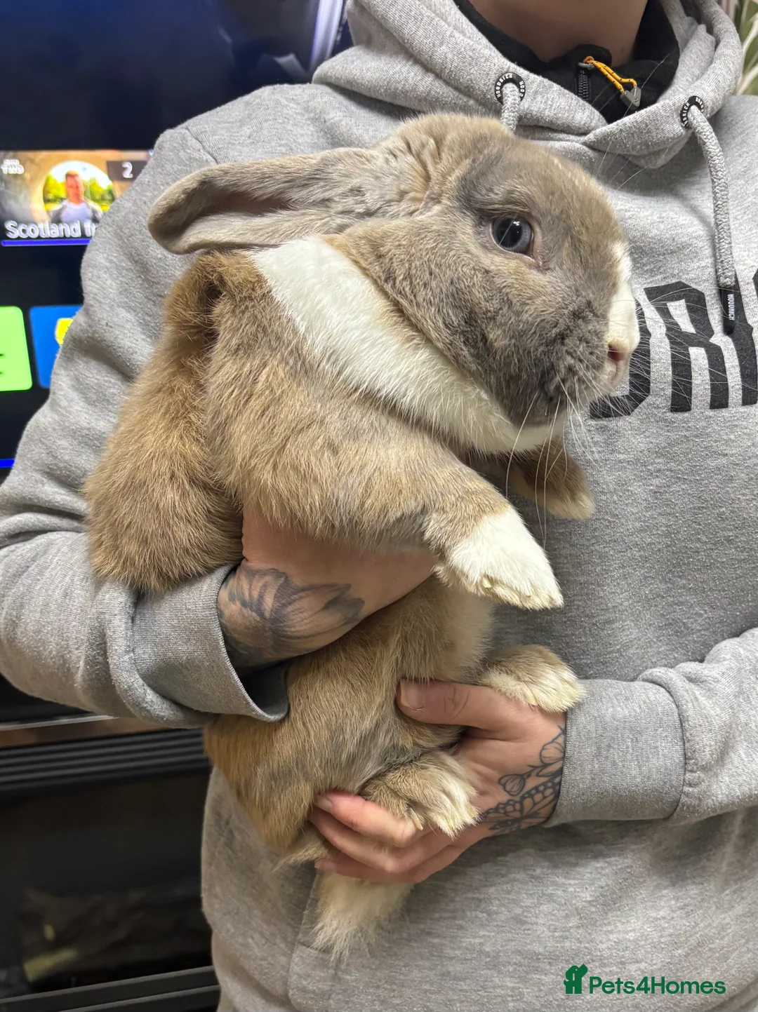 Mixed Breed rabbits for sale: Blue eyed continental x buck - Advert 5