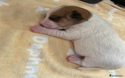 Mixed Breed dogs for sale: Chihuahua x Jack Russell puppies - Image 31