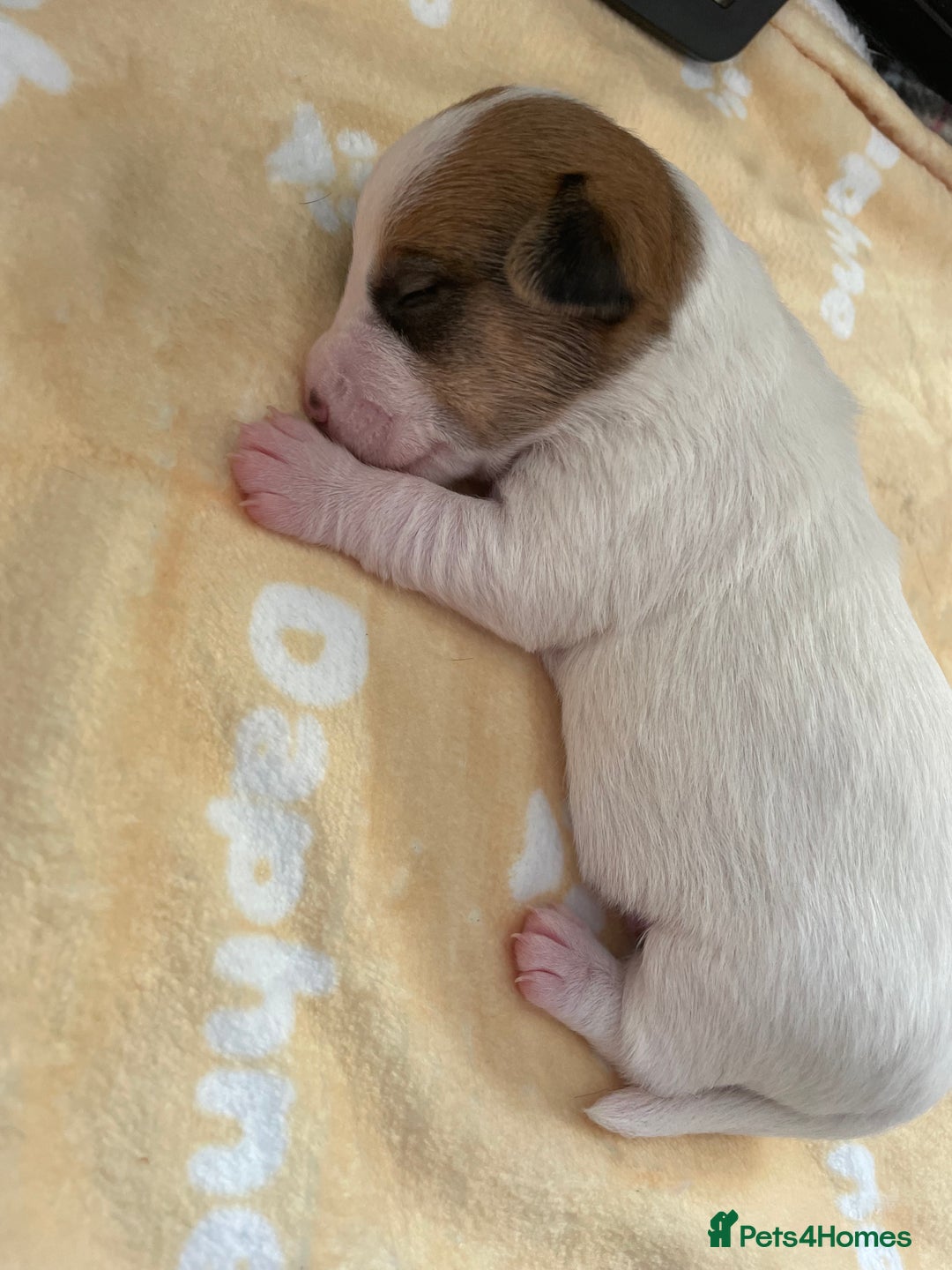 Mixed Breed dogs for sale: Chihuahua x Jack Russell puppies - Image 31