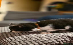 Mixed Breed cats for sale: Four handsome boys ready for their new home - Image 4