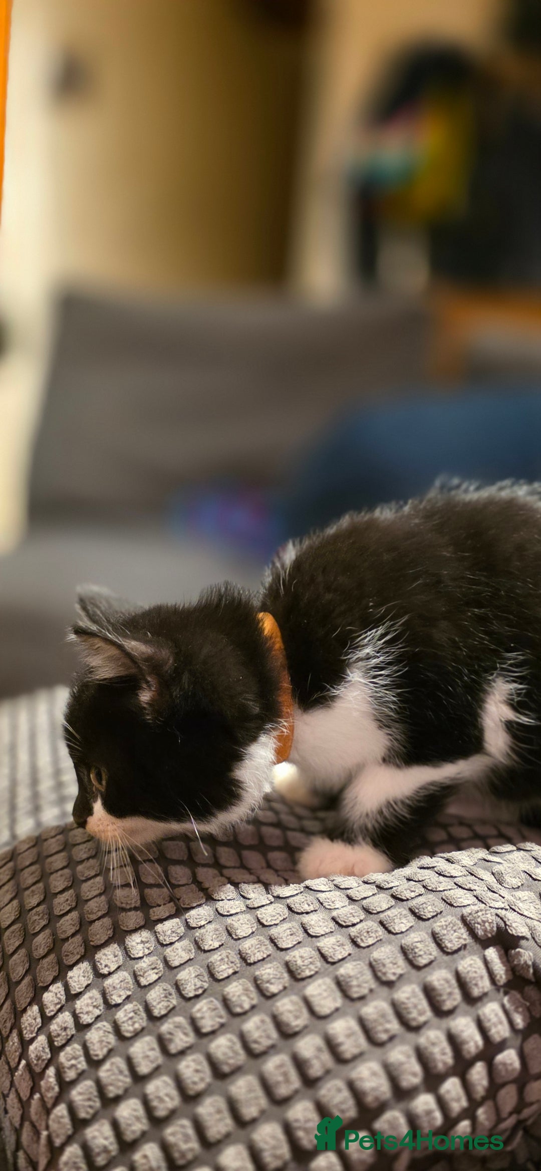 Mixed Breed cats for sale: Four handsome boys ready for their new home - Image 4