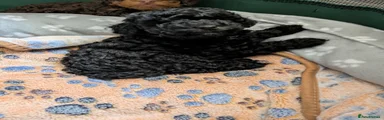 Toy Poodle Puppy 3