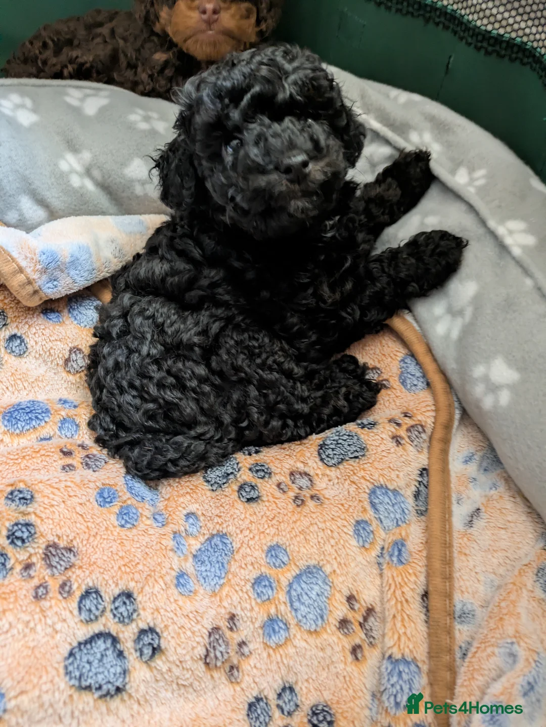 Toy Poodle dogs for sale: Toy poodle puppies KC  - Advert 2