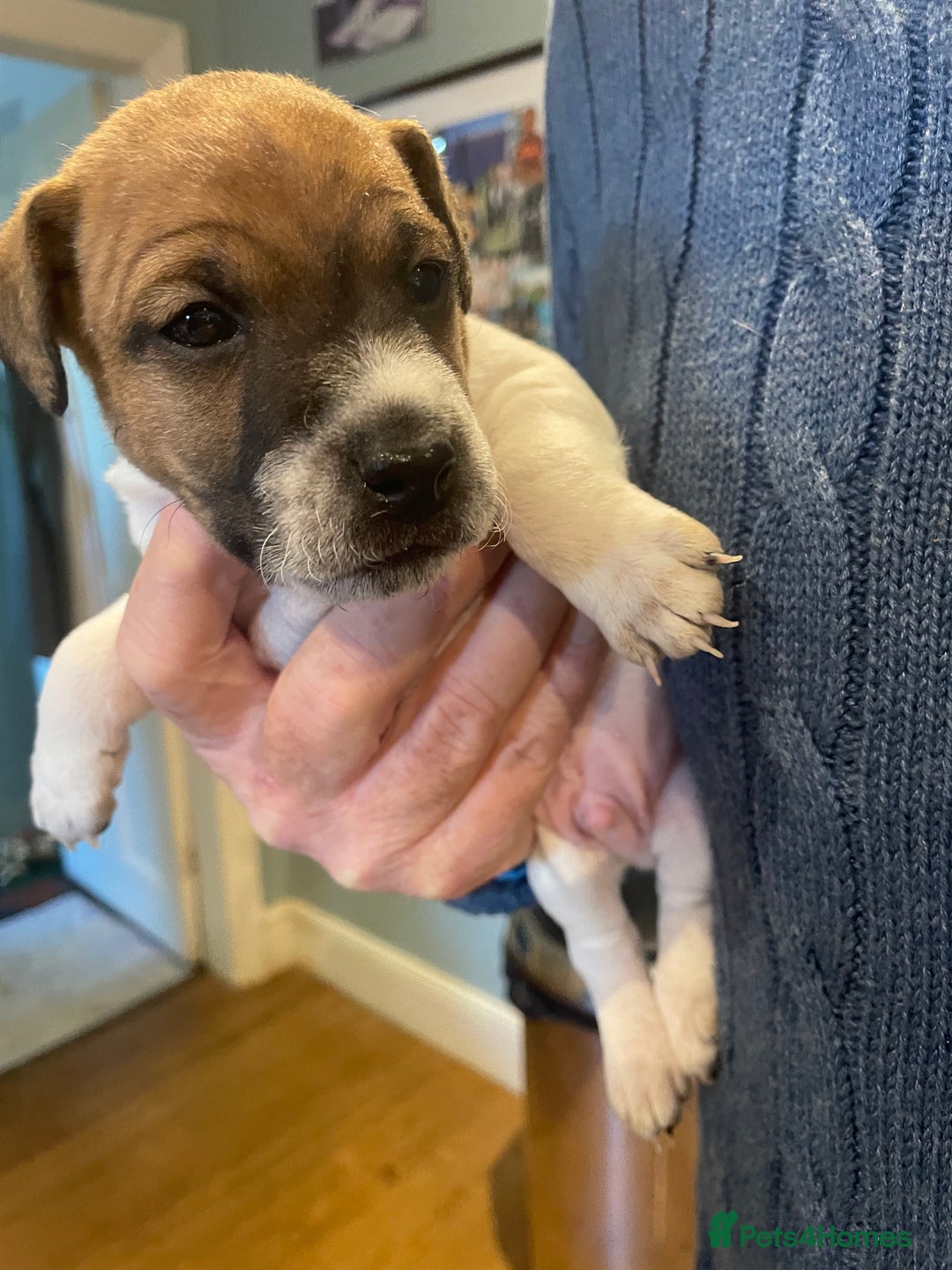 Jack Russell dogs for sale: Jack Russell puppies for sale - Advert 2