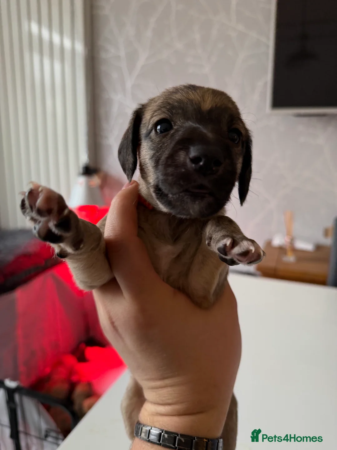 Mixed Breed dogs for sale: Bedlington x Whippet - Advert 23