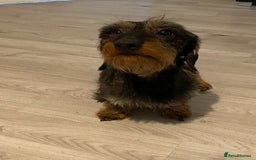 Miniature Dachshund dogs for stud: MINIATURE WIRE HAIRED DACHSHUND STUD !! PROVEN  in Manchester - Image 6