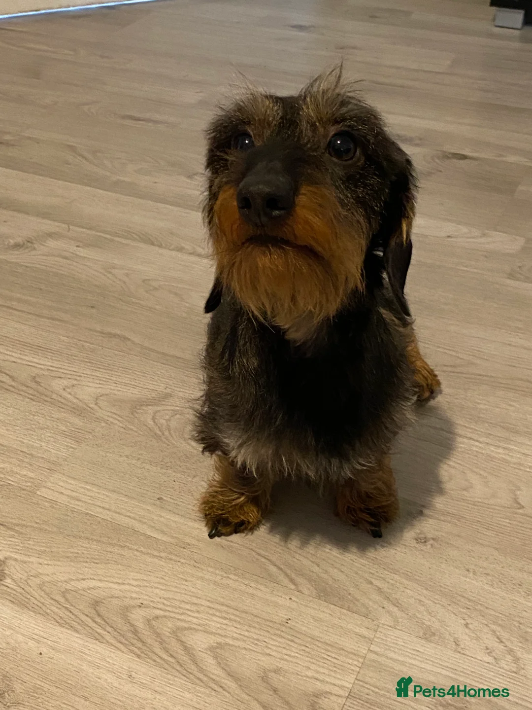 Miniature Dachshund dogs for stud: MINIATURE WIRE HAIRED DACHSHUND STUD !! PROVEN  in Manchester - Advert 6