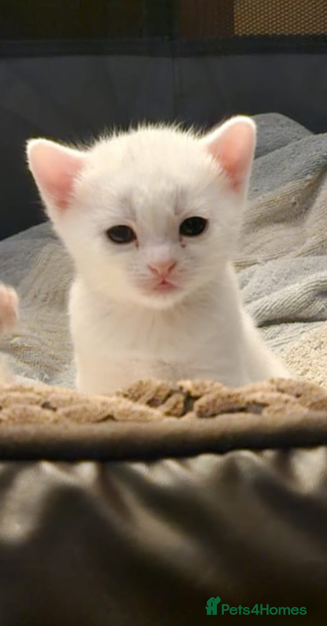 Mixed Breed cats for sale: Scottish straight cross kittens - Image 17