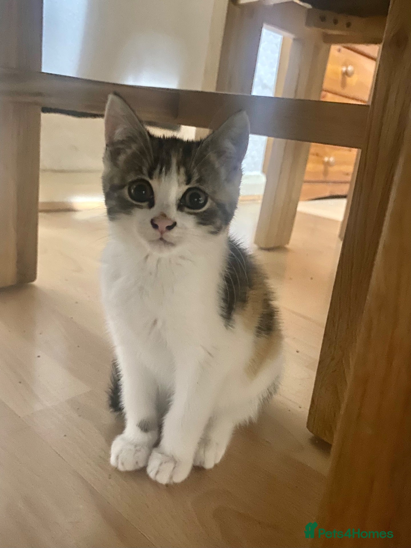 Mixed Breed cats Kitten for sale  - Advert 3