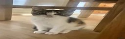Mixed Breed cats for sale: Kitten for sale  - Advert 1