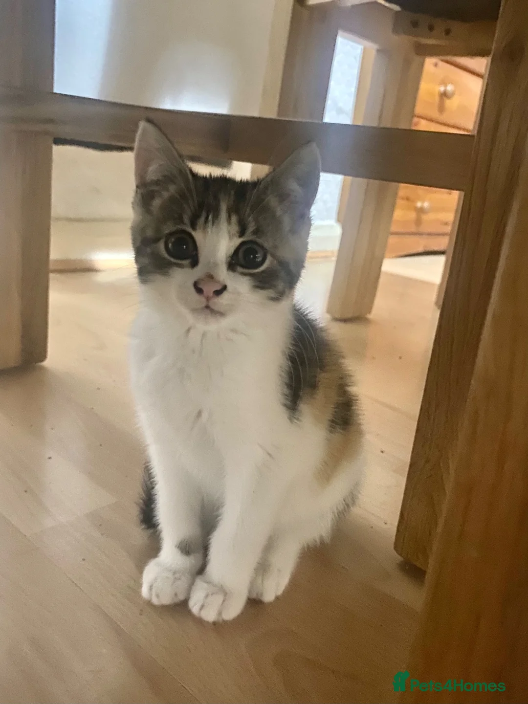 Mixed Breed cats for sale: Kitten for sale  - Advert 1