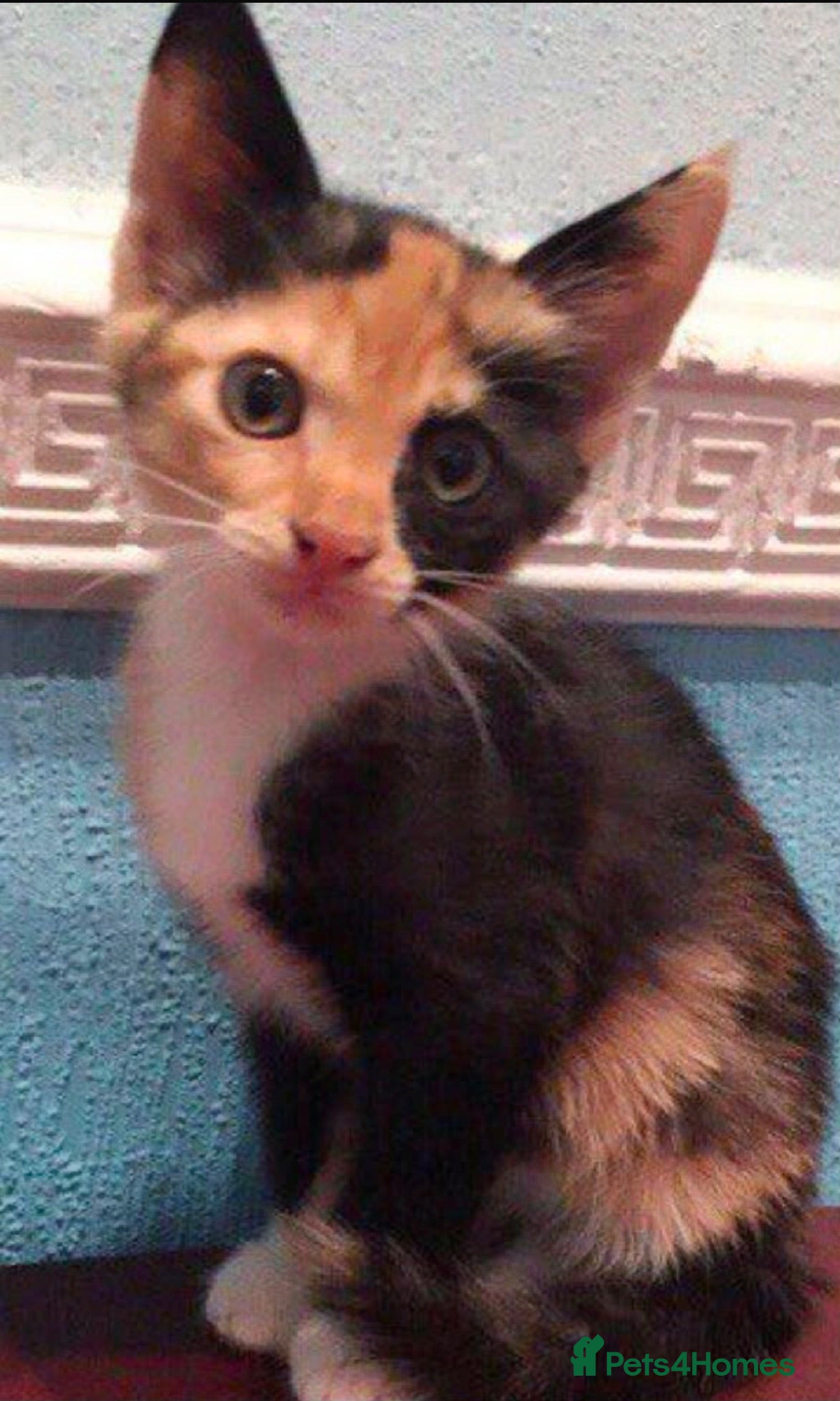 Mixed Breed cats Calico kitten  - Advert 4
