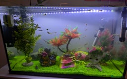 Other/Mixed Breed fish for sale: Fish tank and fish for sale - Image 5