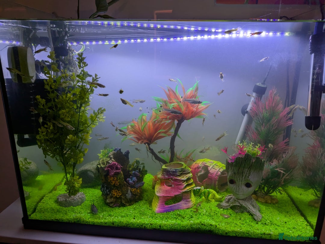 Other/Mixed Breed fish for sale: Fish tank and fish for sale - Image 5