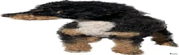 Jackapoo dogs for sale: Stunning Jackapoo girls  - Advert 15