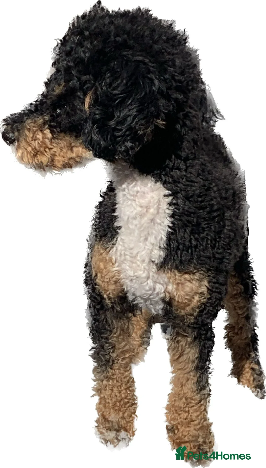 Jackapoo dogs for sale: Stunning Jackapoo girls  - Advert 15