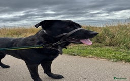 Mixed Breed dogs for sale: German Corso - 11 month old Male - Image 4