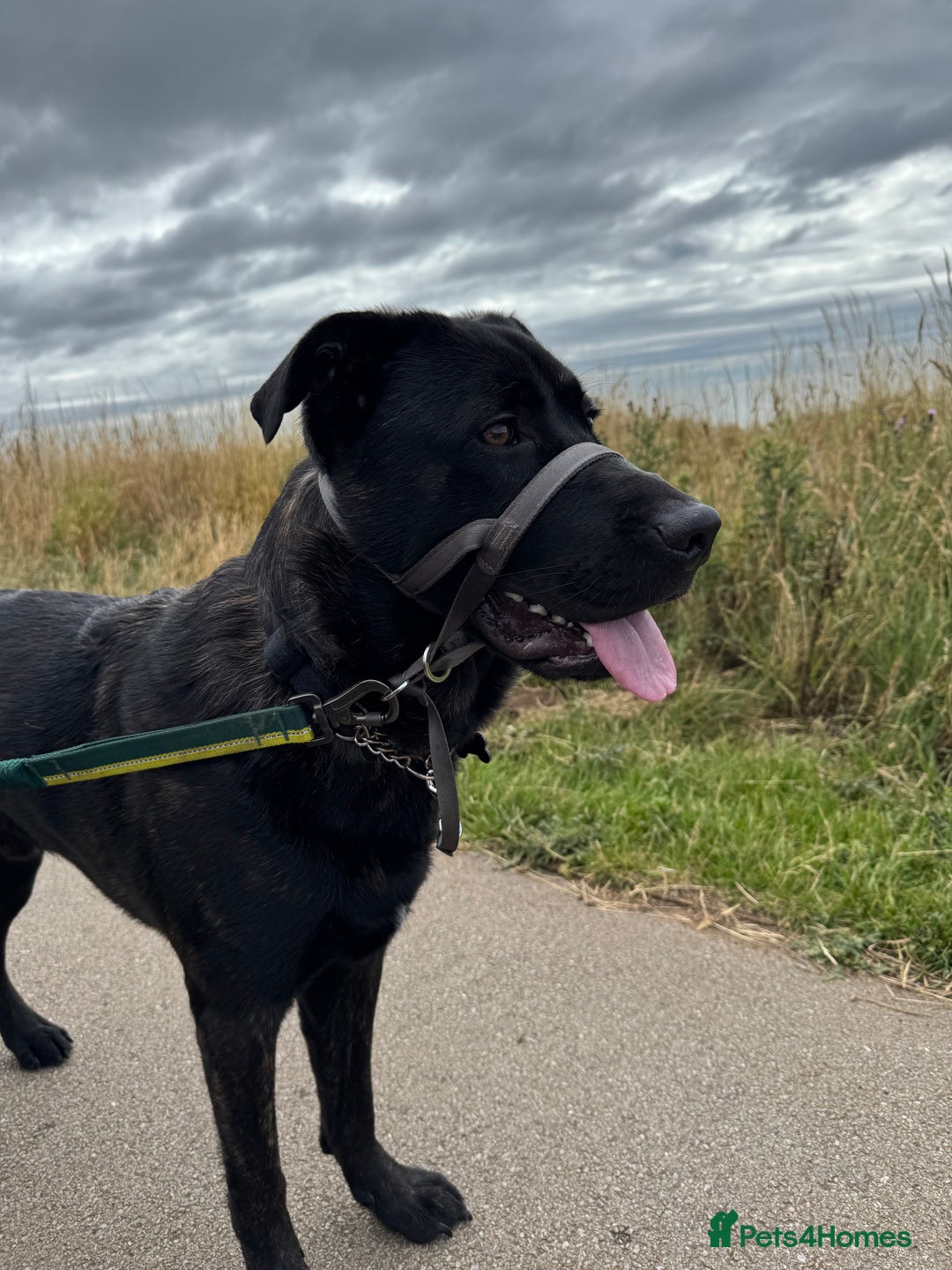 Mixed Breed dogs for sale: German Corso - 11 month old Male - Image 4