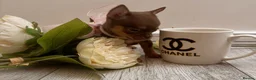 Chihuahua dogs for sale:  Very small chihuahua puppies - Advert 7