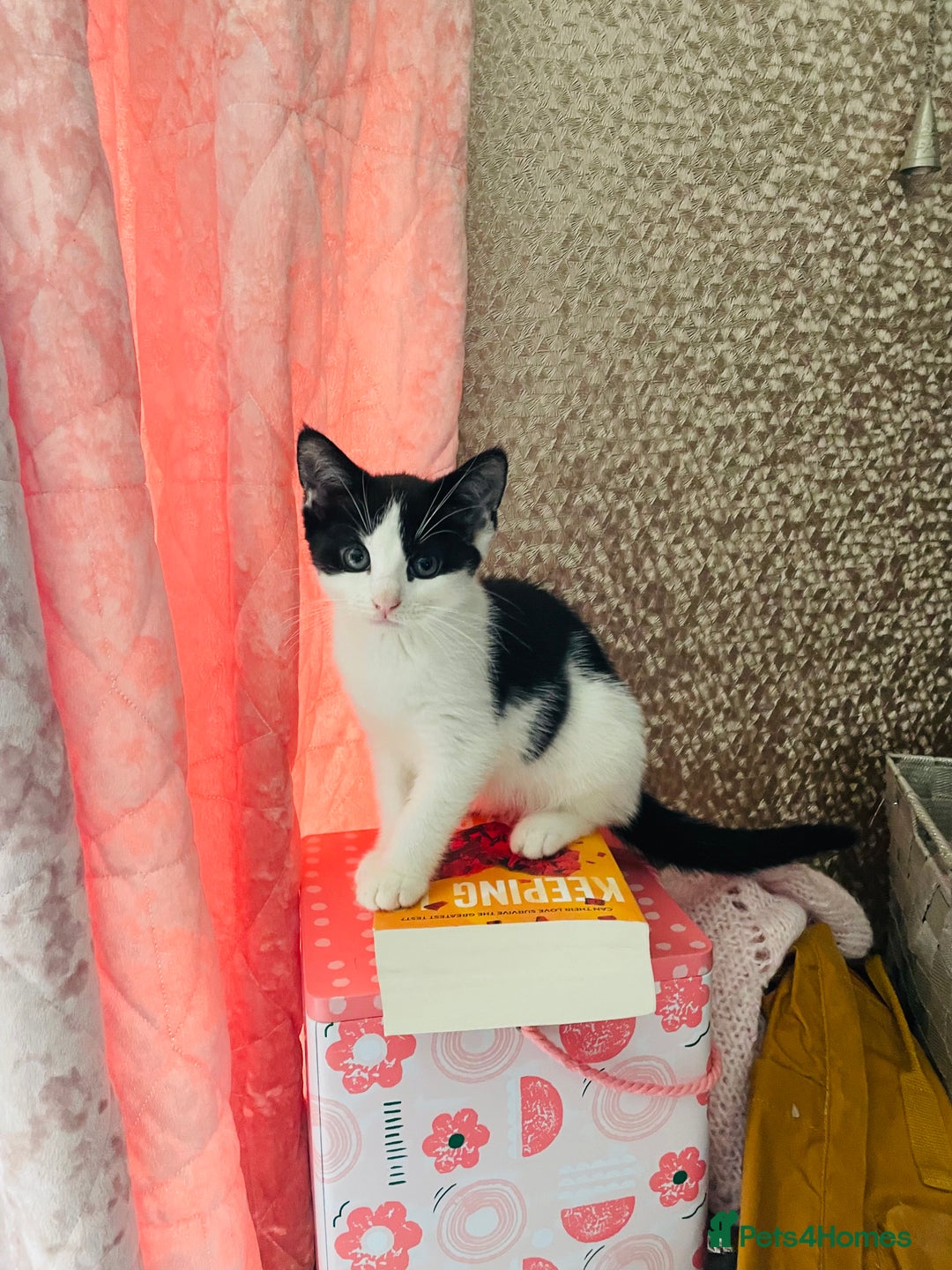 Mixed Breed cats for sale: Beutiful kittens for sale - Image 20