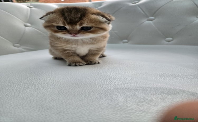 Scottish Fold cats - Advert 7