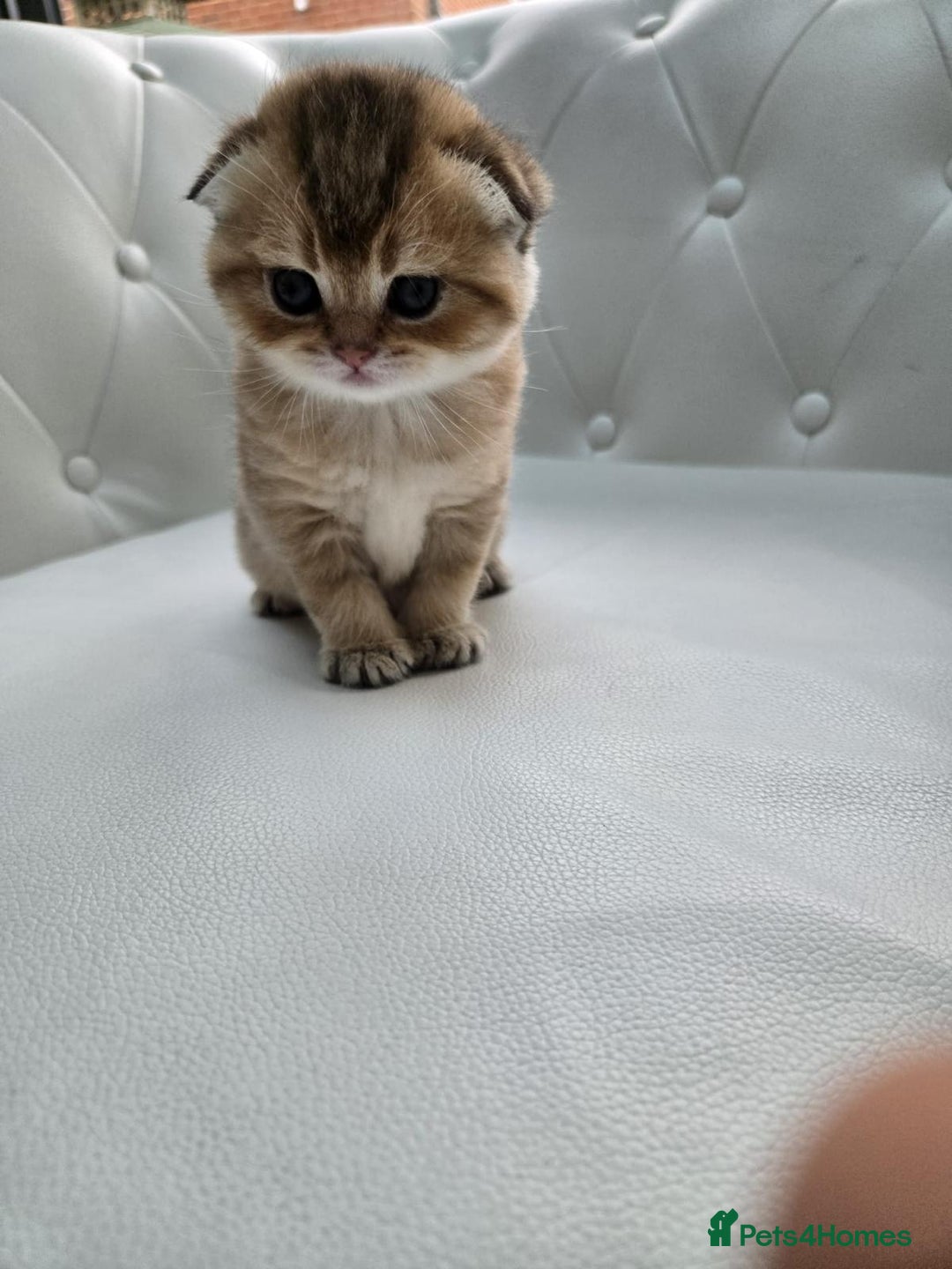 Scottish Fold cats for sale: Golden Scottish fold kittens - Image 1