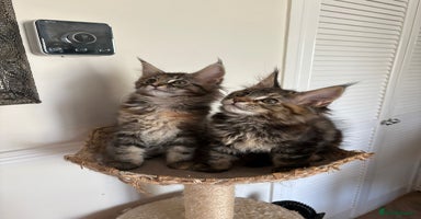 Maine Coon cats - Advert 15