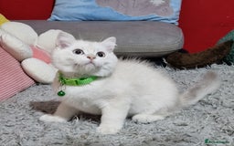 British Shorthair cats for sale: British shorthair kittens Champion parents  - Image 36