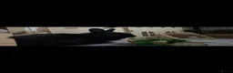 Netherland Dwarf rabbits for sale: Netherland dwarf  - Advert 3