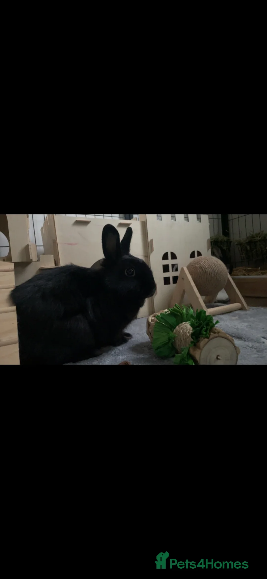 Netherland Dwarf rabbits for sale: Netherland dwarf  - Advert 3
