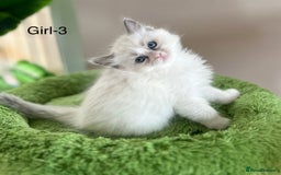 Ragdoll cats for sale: Beautiful Ragdoll kittens from Champion lines - Image 6