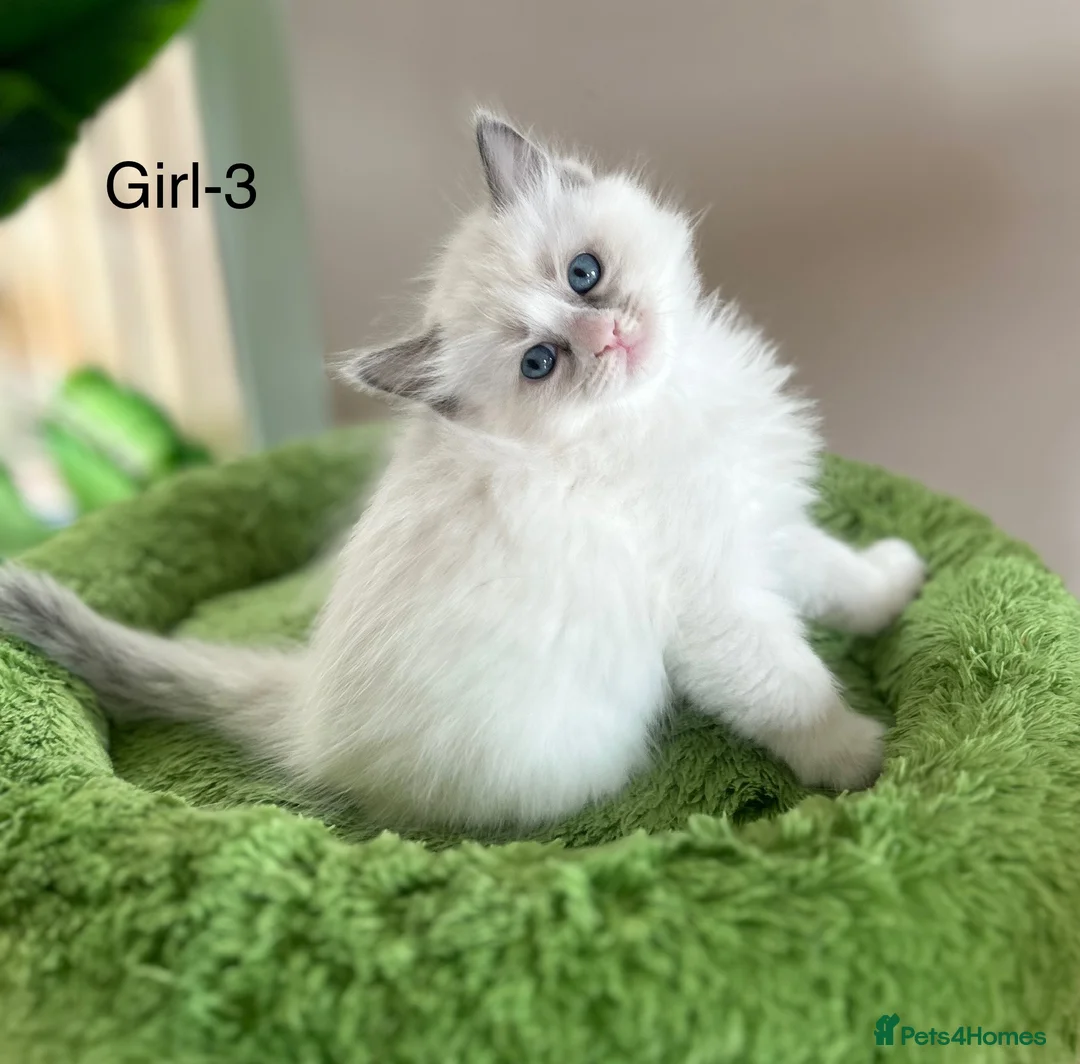 Ragdoll cats for sale: Beautiful Ragdoll kittens from Champion lines - Advert 9