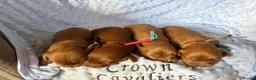 Cavapoo dogs for sale: F1 RED CAVAPOOS HEALTH TESTED KC PARENTS LICENSED  - Advert 16