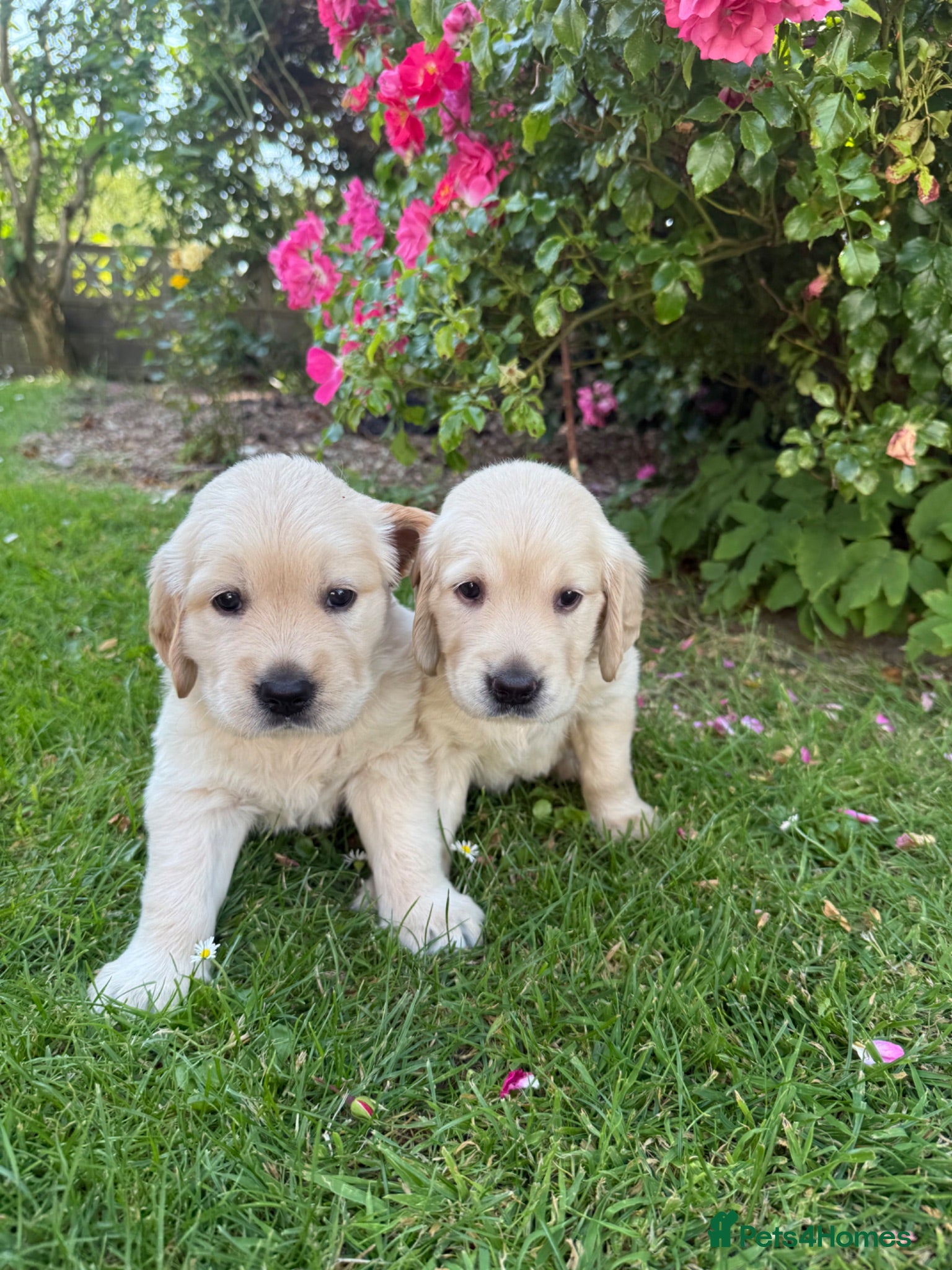 Golden Retriever dogs Chunky golden retriever puppies, kc registered - Advert 18