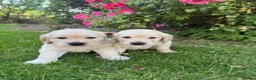 Golden Retriever dogs for sale: Chunky golden retriever puppies, kc registered in Poulton-le-Fylde - Advert 15