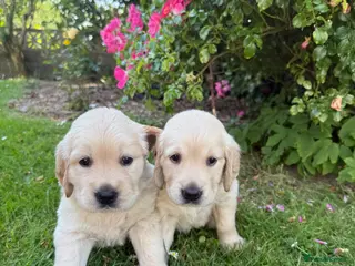Golden Retriever dogs Chunky golden retriever puppies, kc registered - Advert 2