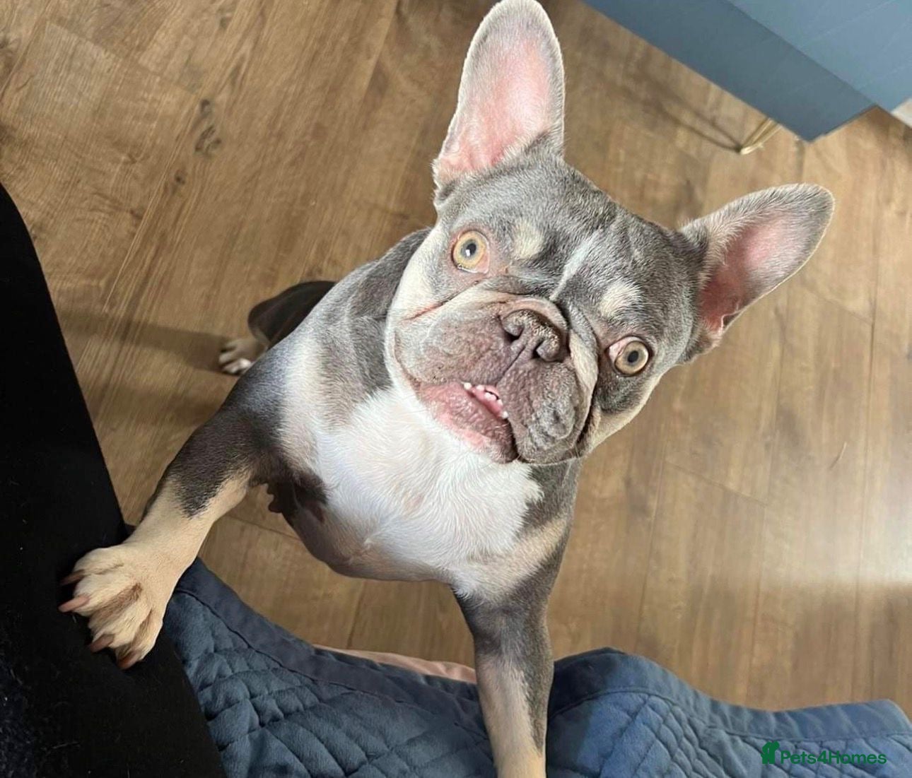 French Bulldog dogs Fifi - loving frenchie for rehome - Advert 4