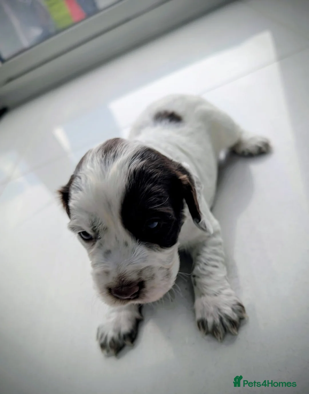 Cocker Spaniel dogs for sale: Working Cocker Spaniels -Dad is a gundog champion  - Advert 7