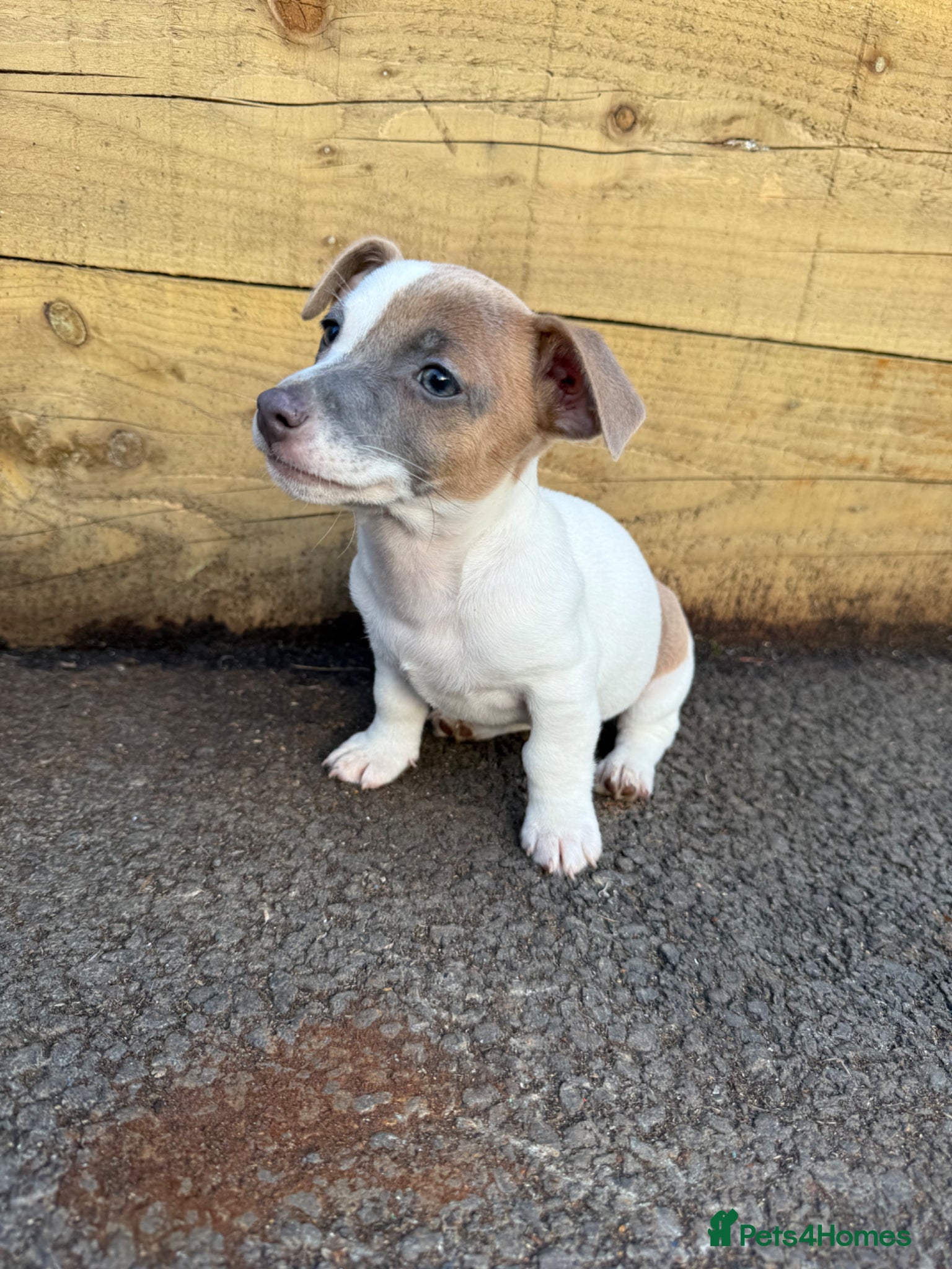 Jack Russell dogs for sale: ‘Naughty’ Jack Russell Pups  in Kilgetty - Advert 9