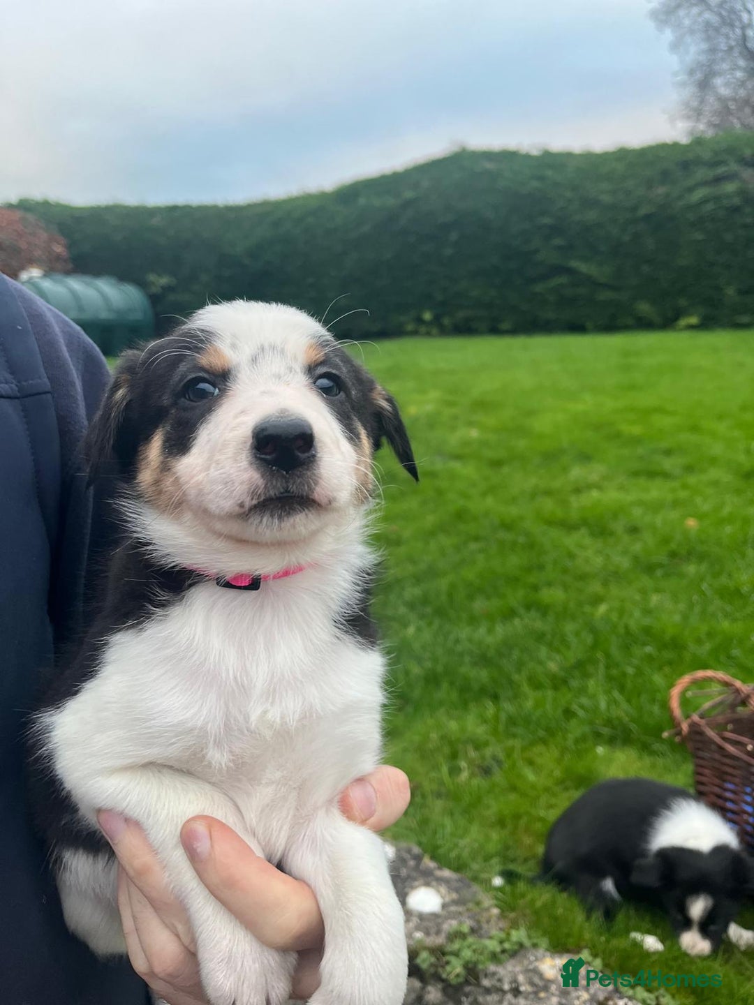 Border Collie dogs for sale: Adorable ISDS Border Collie Puppies - Advert 14
