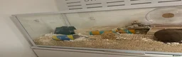 Hamster rodents for sale: Syrian Hamster - around 4 months old in Didcot - Advert 13