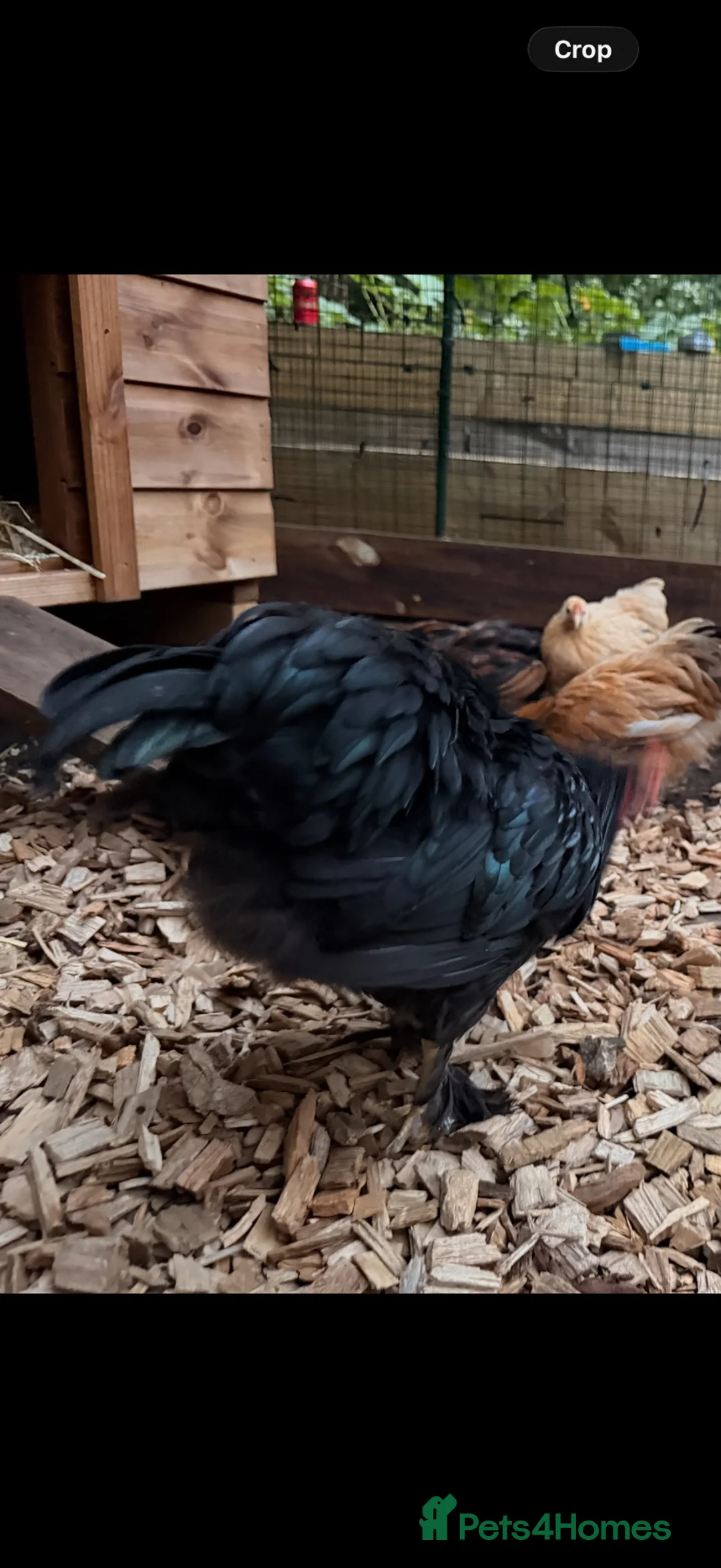 Chickens poultry for sale: Pekin Cockreal & polish Frizzle Cockreal  in Norwich - Advert 4