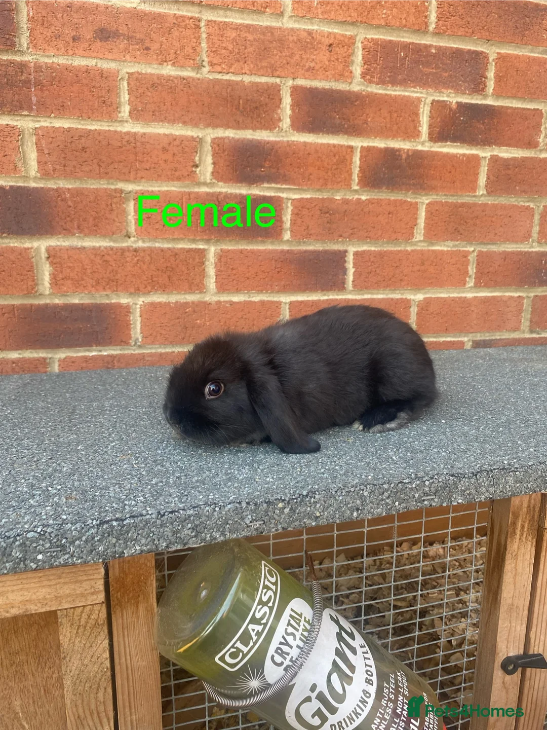 Netherland Dwarf rabbits for sale: Pure French lop babys 8wks - Advert 8