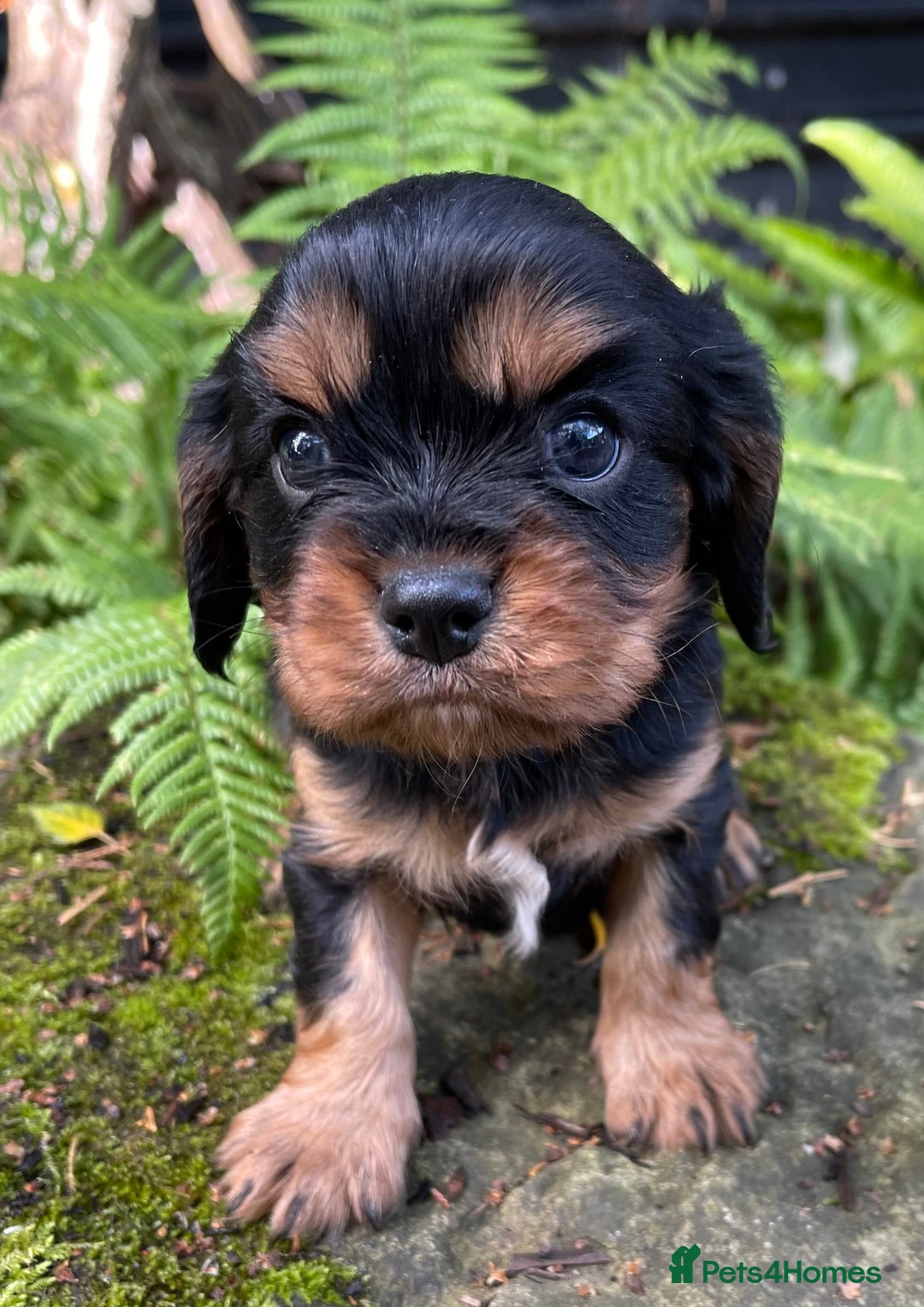 Cavalier King Charles Spaniel dogs for sale: Stunning KC registered Cavalier puppies  - Image 8