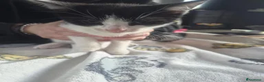 Domestic Shorthair 3