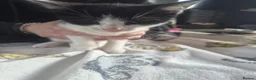Domestic Shorthair cats for sale: Playfull kittens - Advert 5