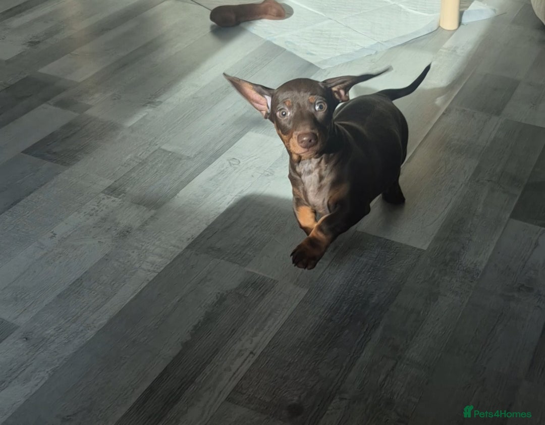 Miniature Dachshund dogs for sale: Ready soon Pedigree beautiful Mini Dachshund Girl  - Image 6