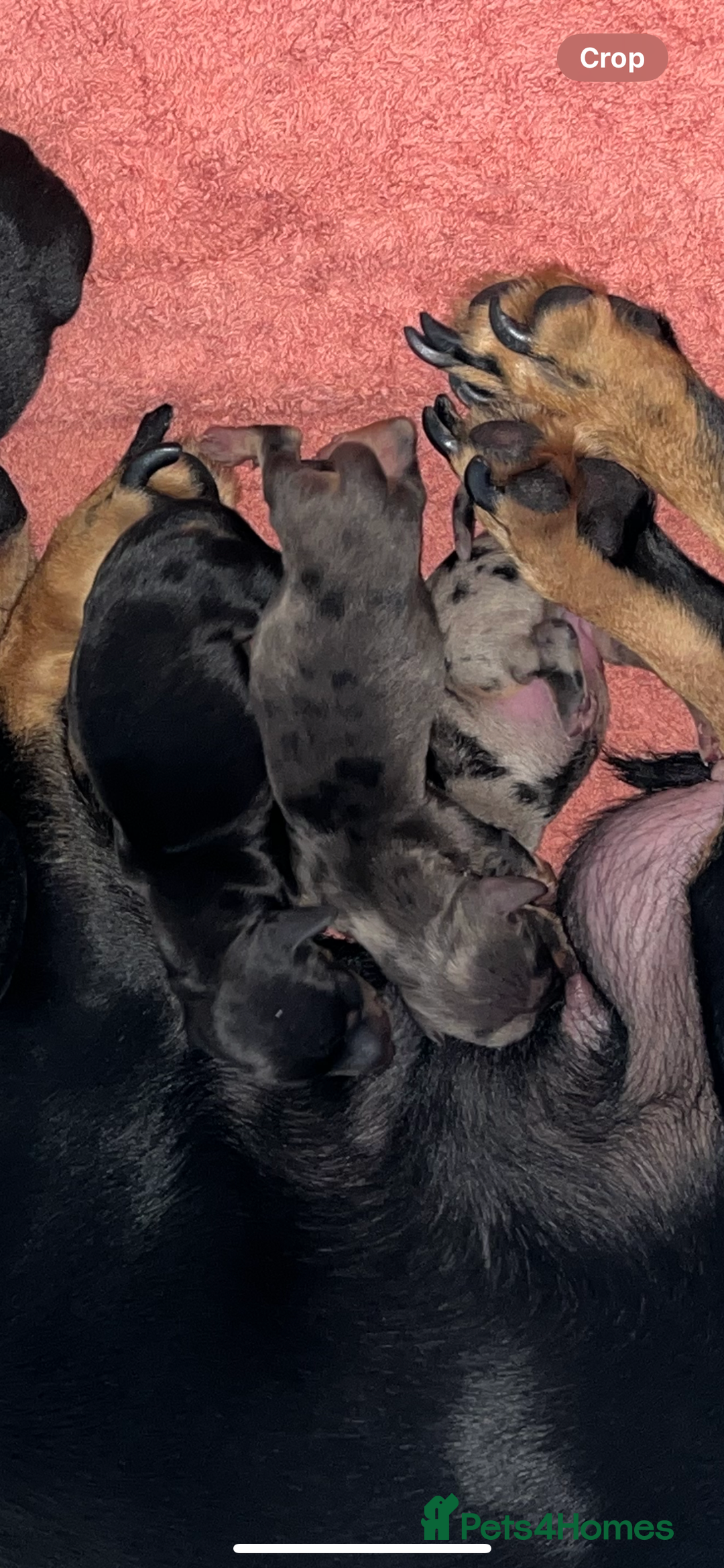 Miniature Dachshund dogs for sale: Miniature dachshunds ready 19th November  - Image 3