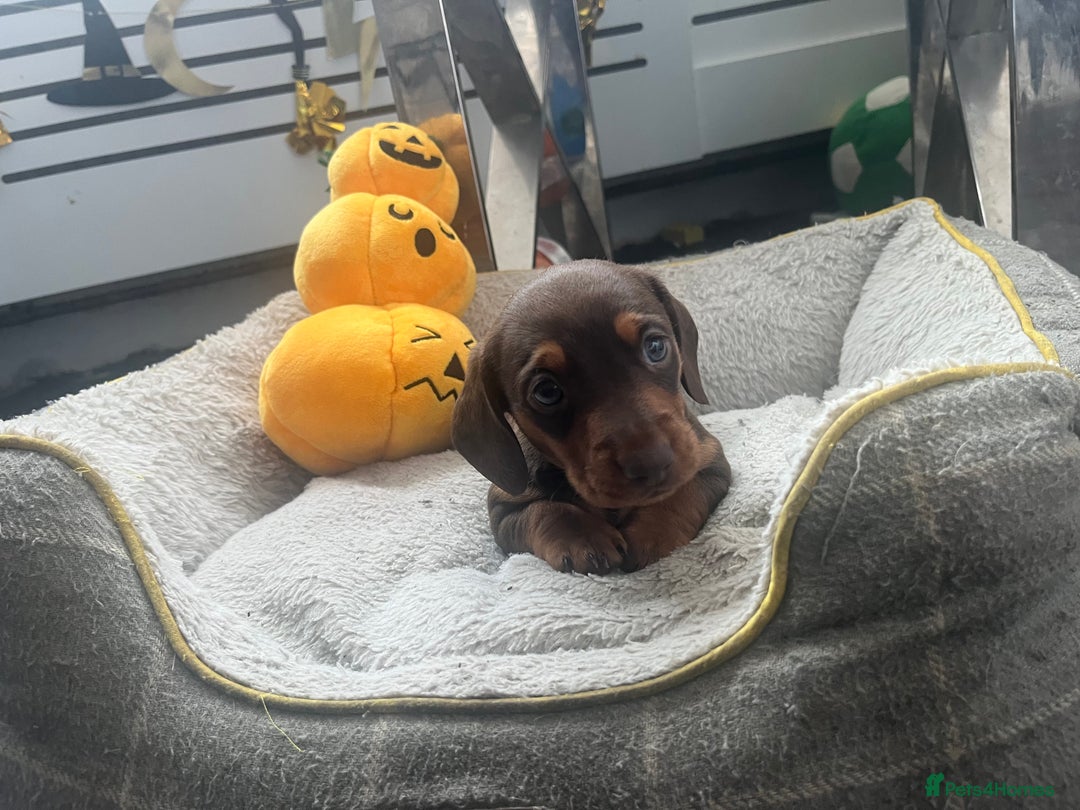 Miniature Dachshund dogs for sale: Miniature Dachshund Boy  - Advert 6